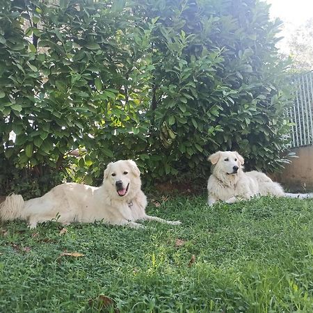 Villa Lilly Rome Luaran gambar